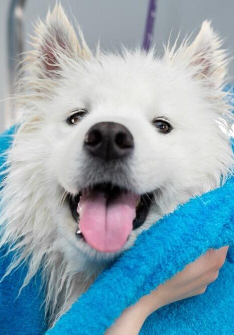 Pet Spa Treatment in Germantown, TN