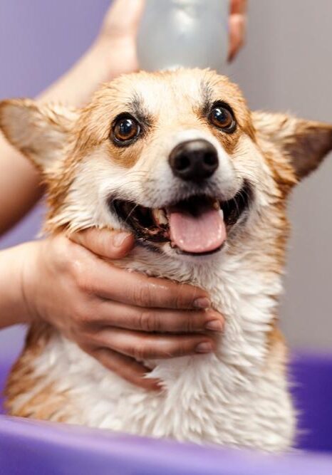 Dog Spa Treatment in Germantown, TN