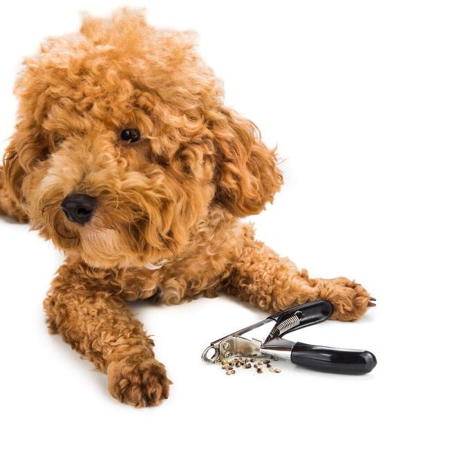 Small Breed Nail Trimming Services in Germantown, TN