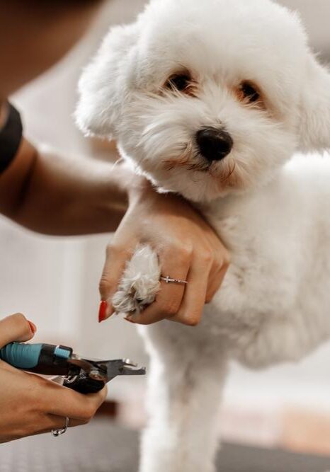 Pet Nail Care Services in Germantown, TN