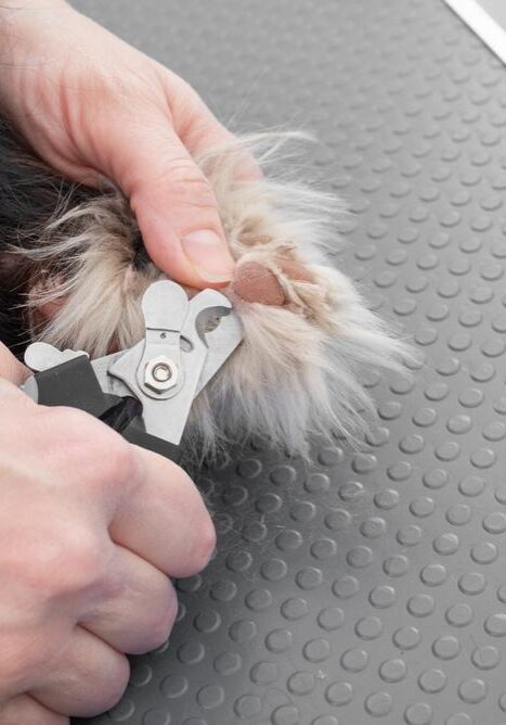 Cat Nail Trimming Services in Germantown, TN