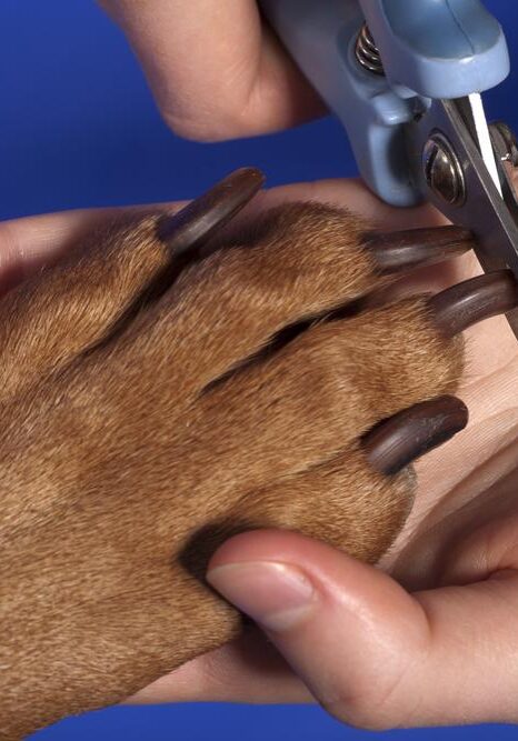 Nail Trimming Services In Germantown Petable