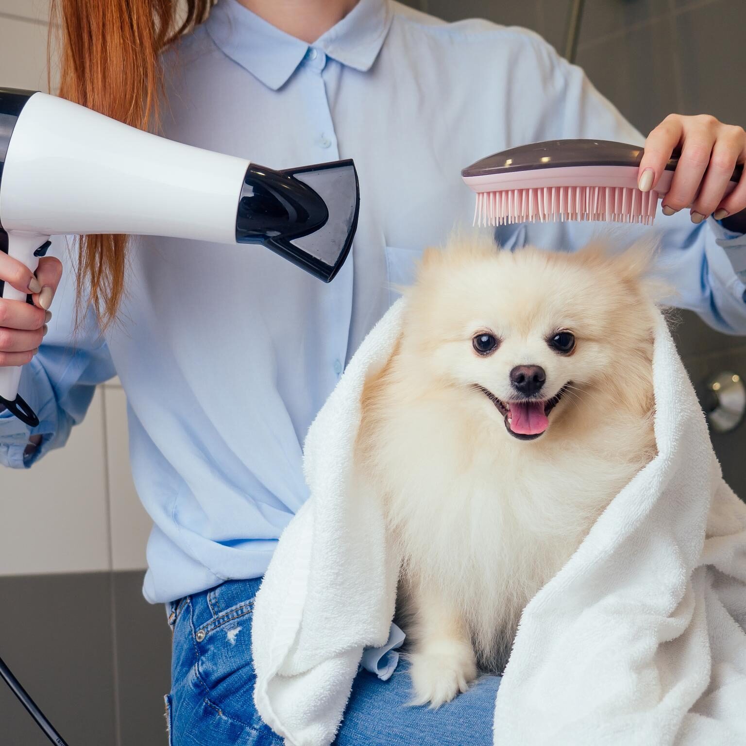 Dog Grooming Services in Germantown, TN