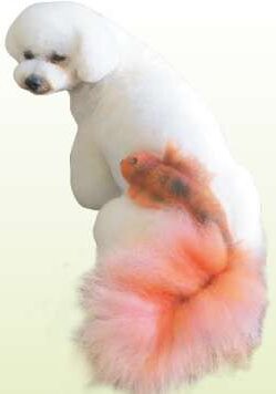 Pet coloring Germantown TN